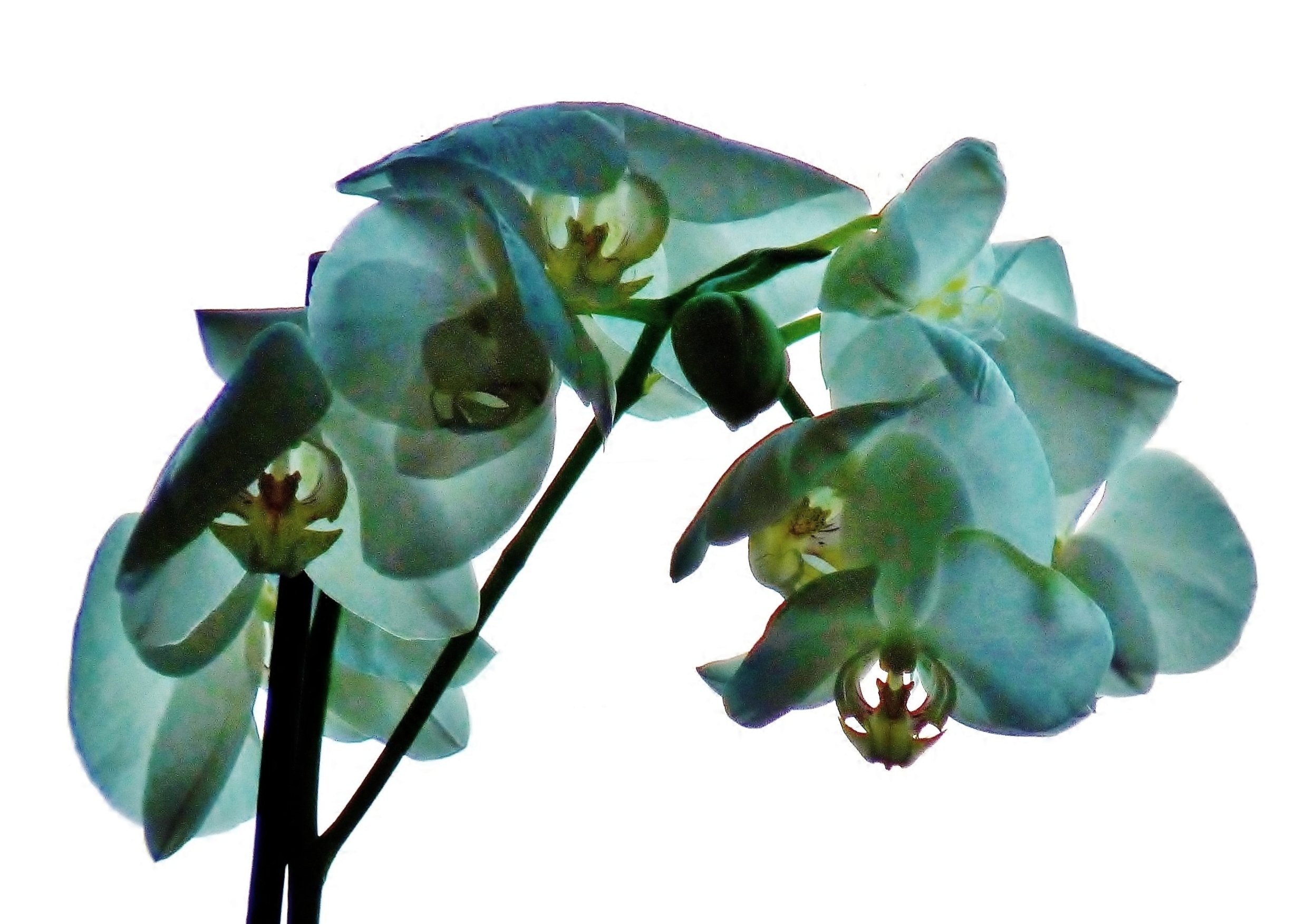 Orchidee im Gegenlicht