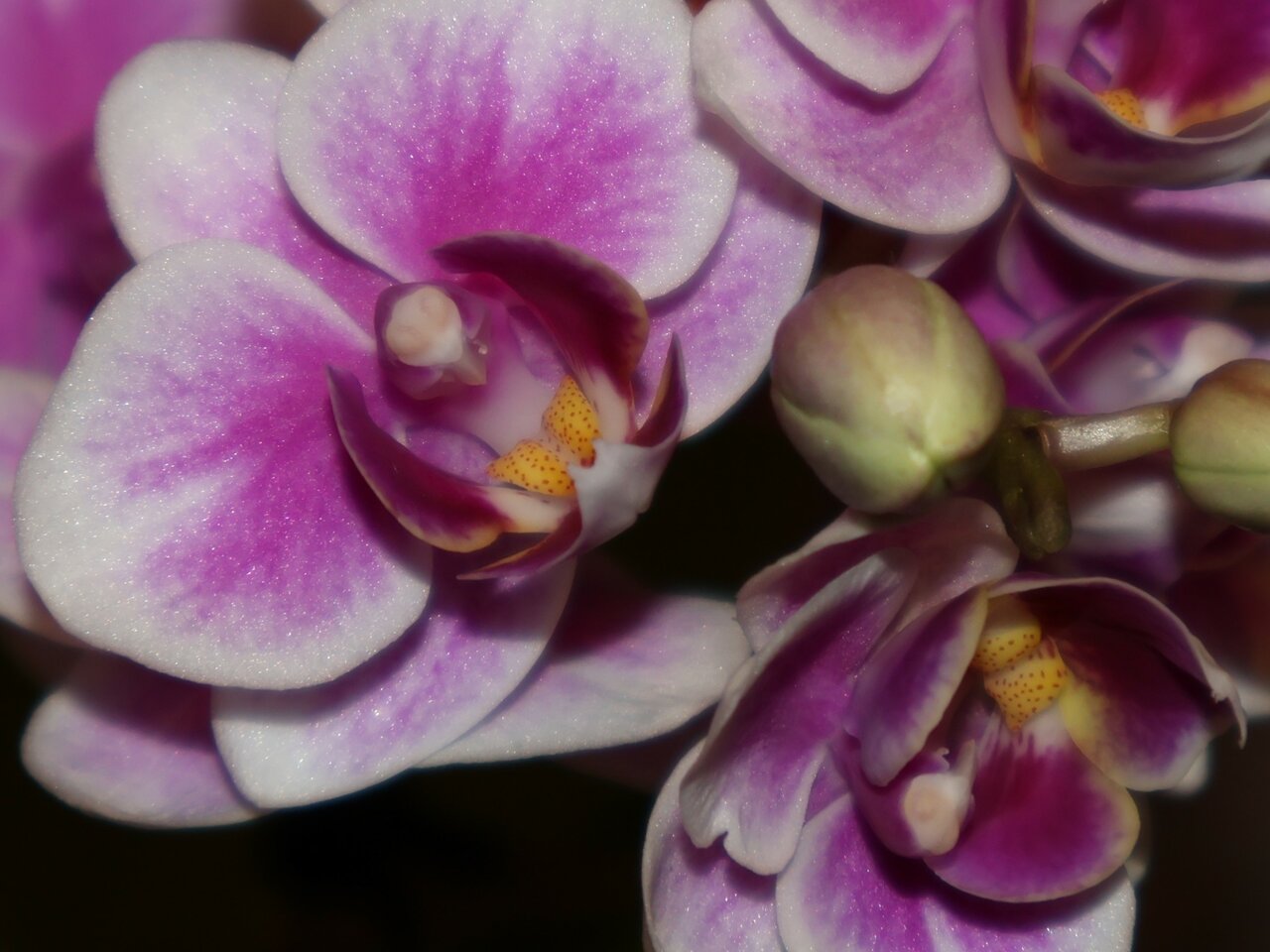 Orchidee