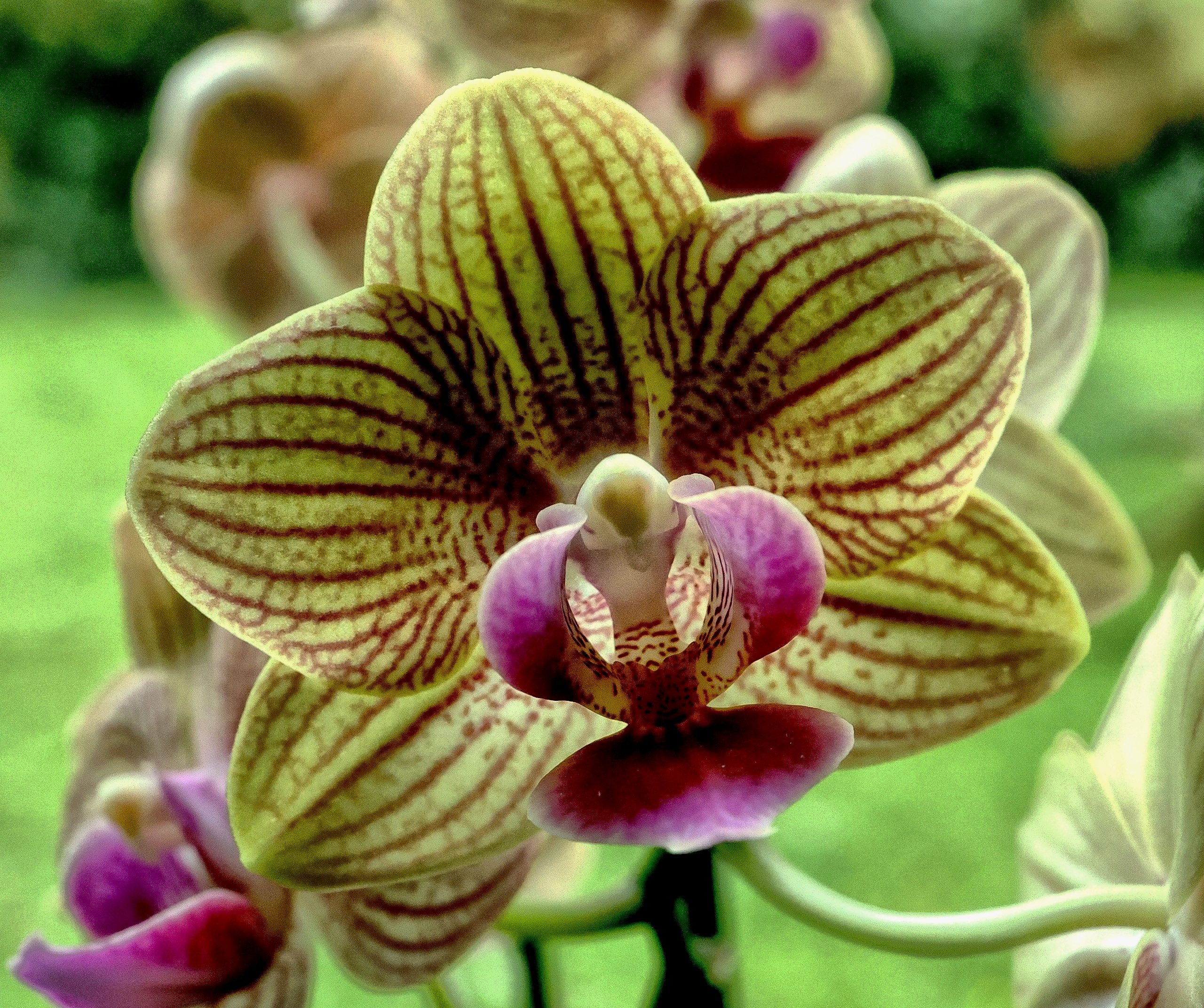 Orchidee