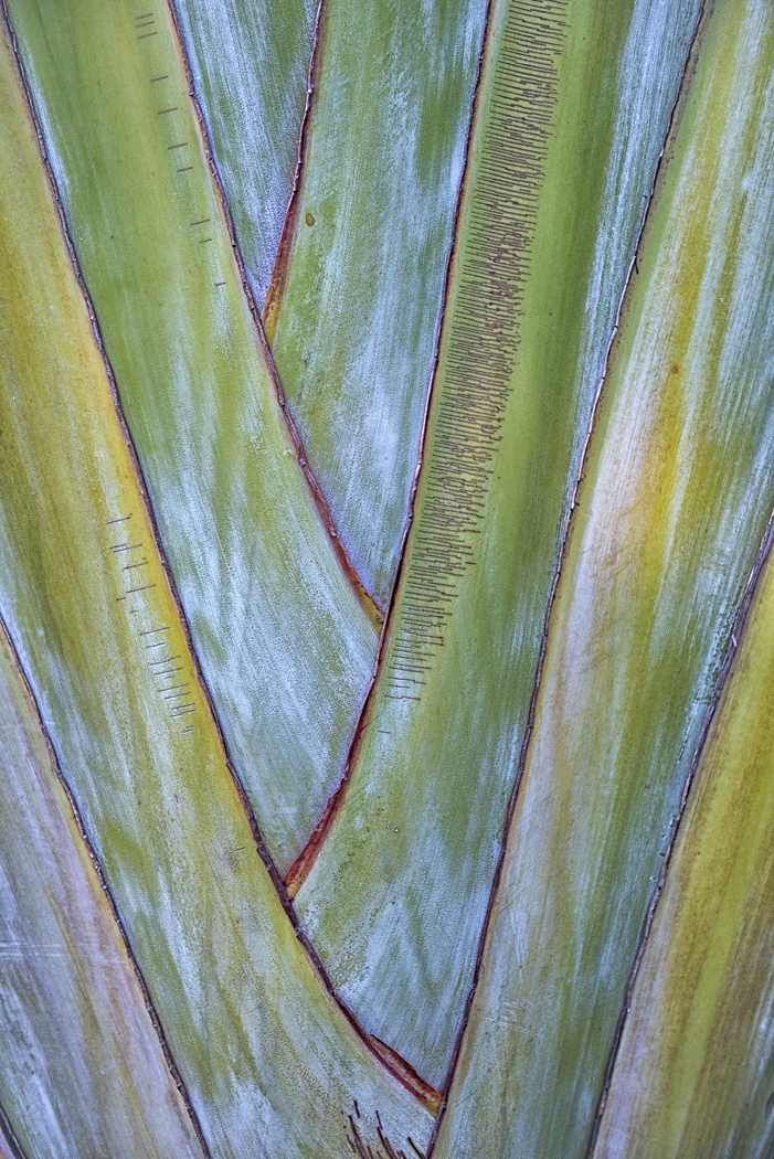 Palmblätterdetail