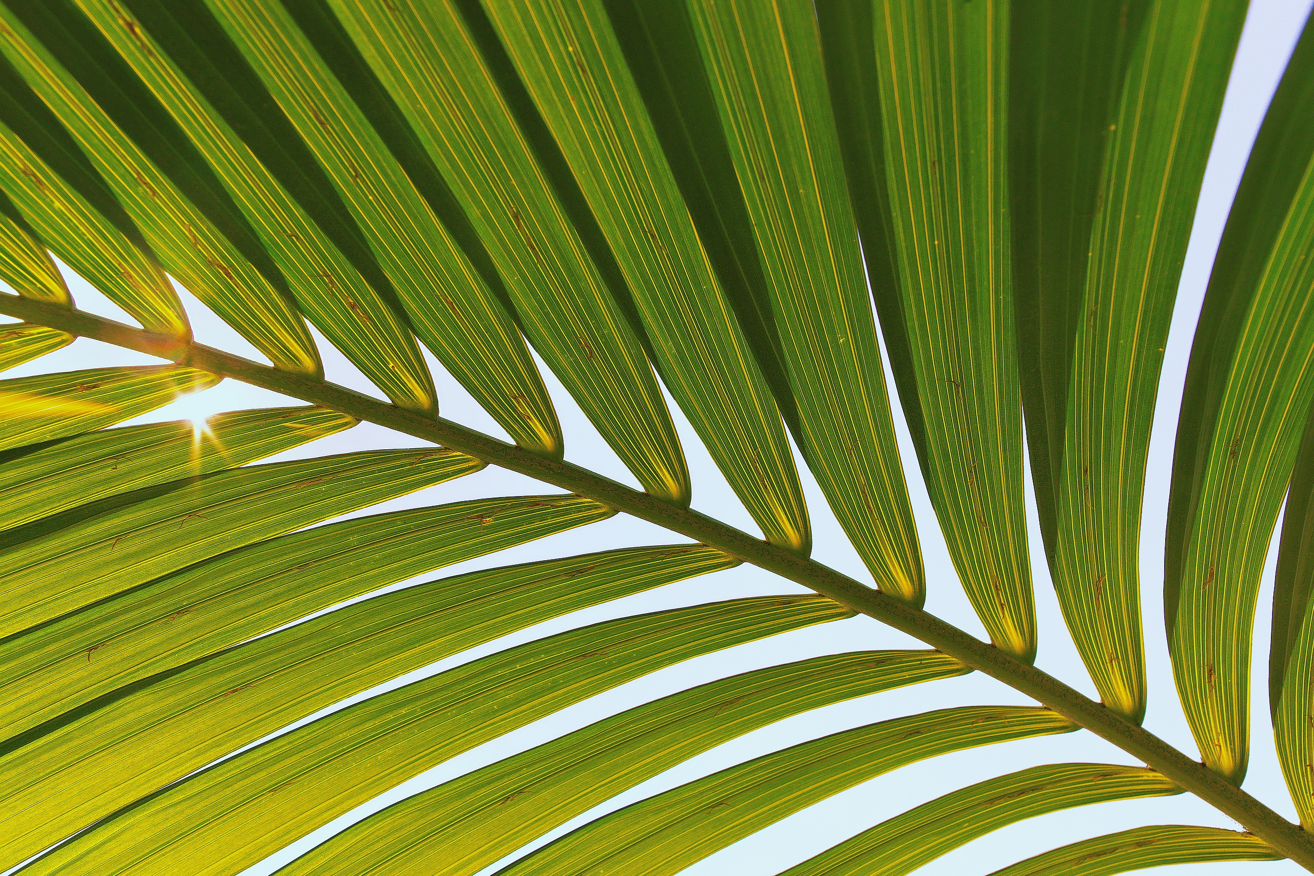Palmsonnentag