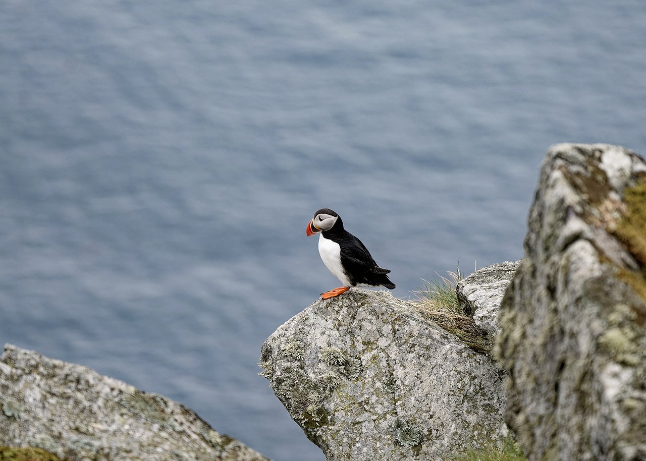 Papageientaucher III