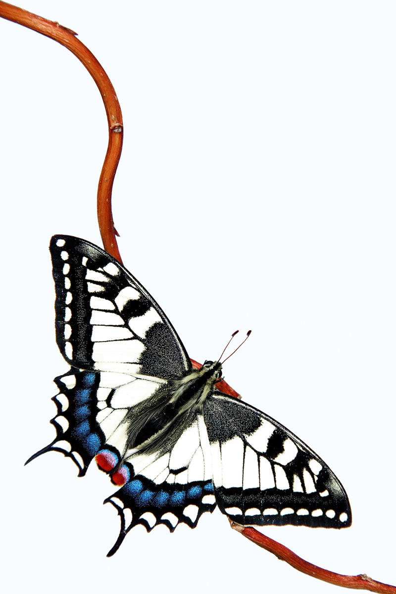 Papilio machaon