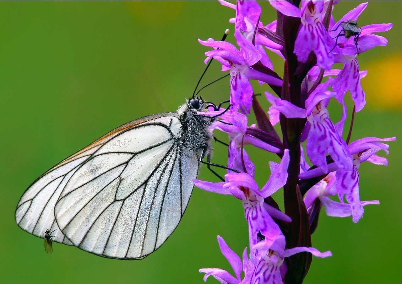 Papillon