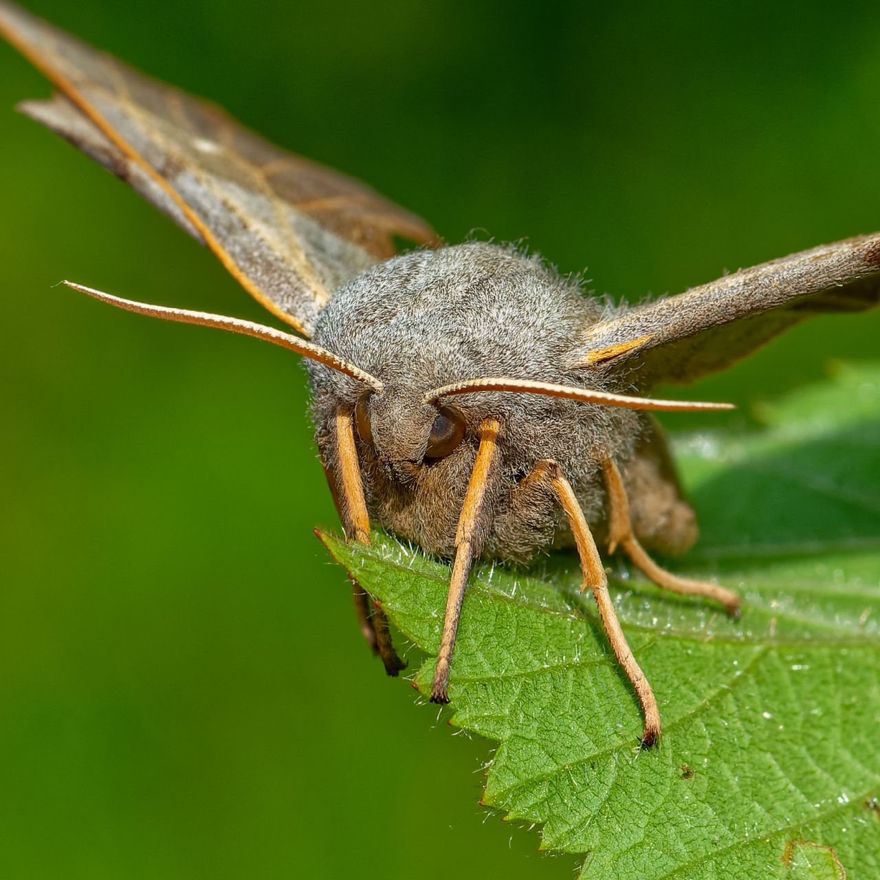 Pappelschwärmer