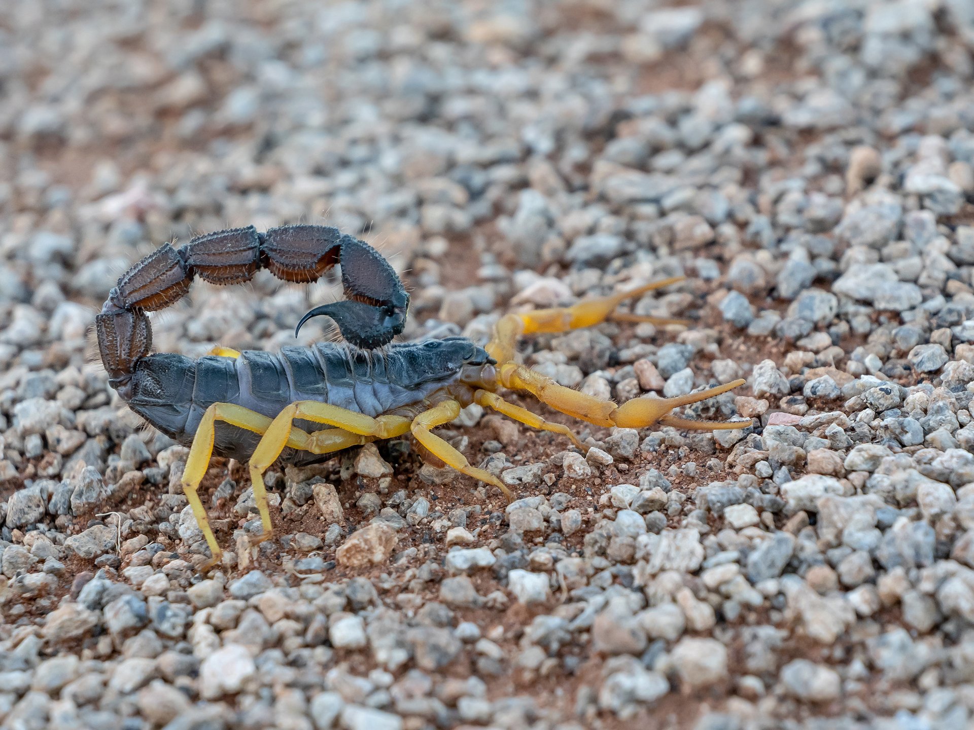 Parabuthus villosus