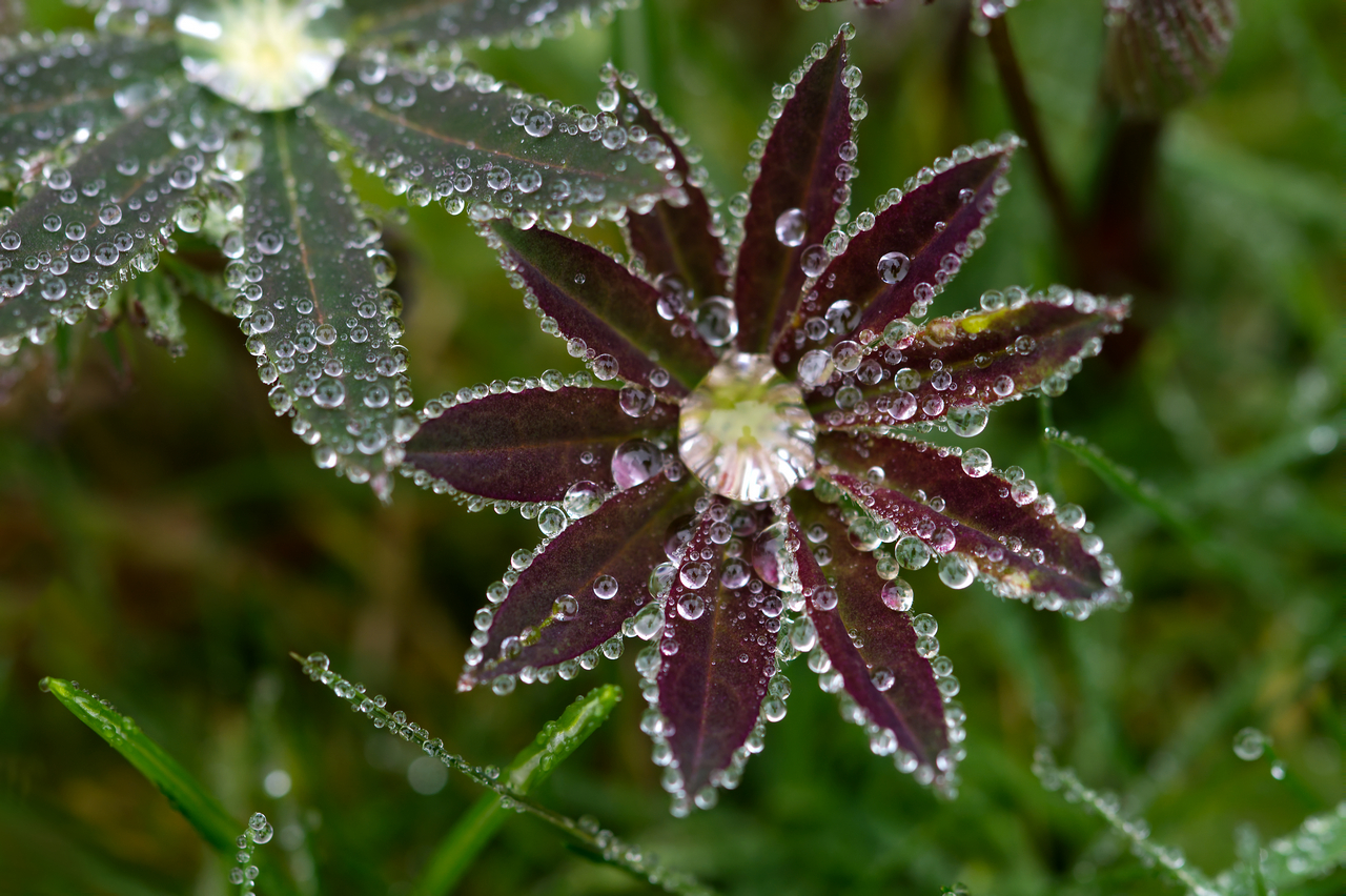 Perlen - heute im Nieselregen