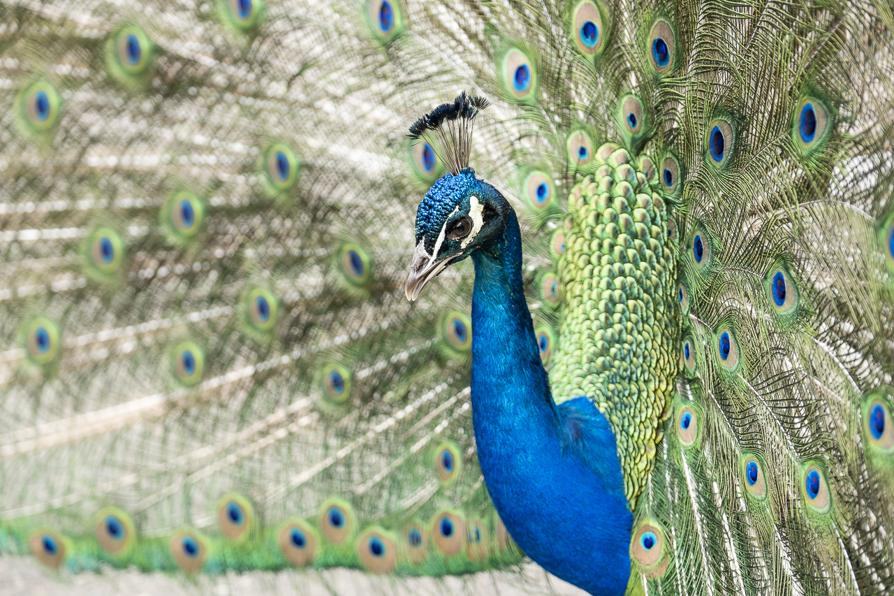 Pfau.jpg