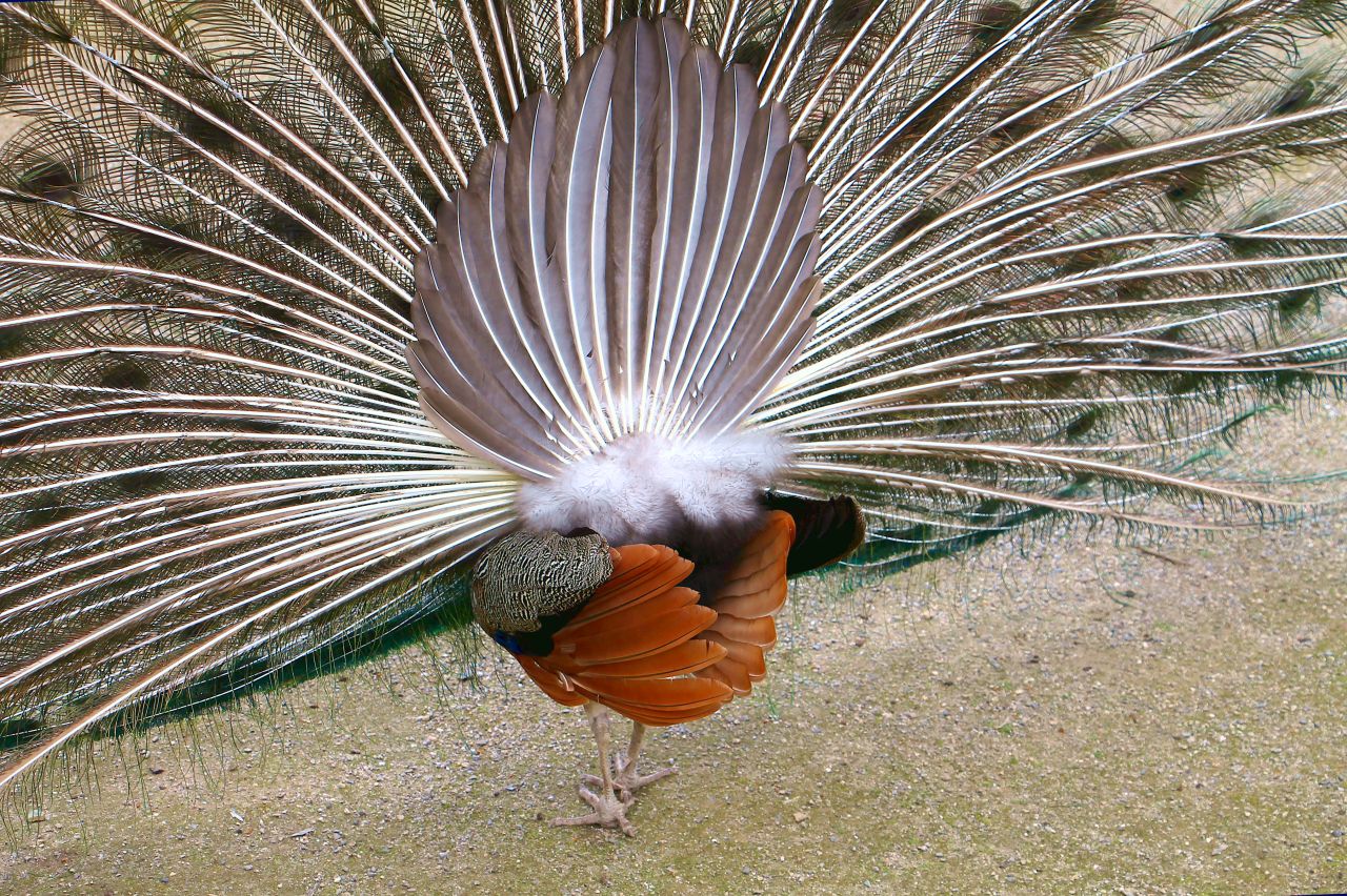 Pfau von hinten