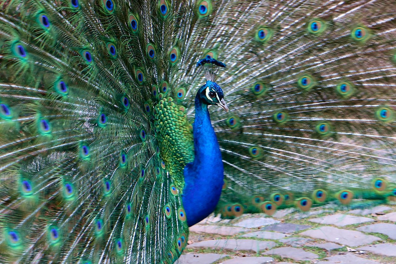 Pfau