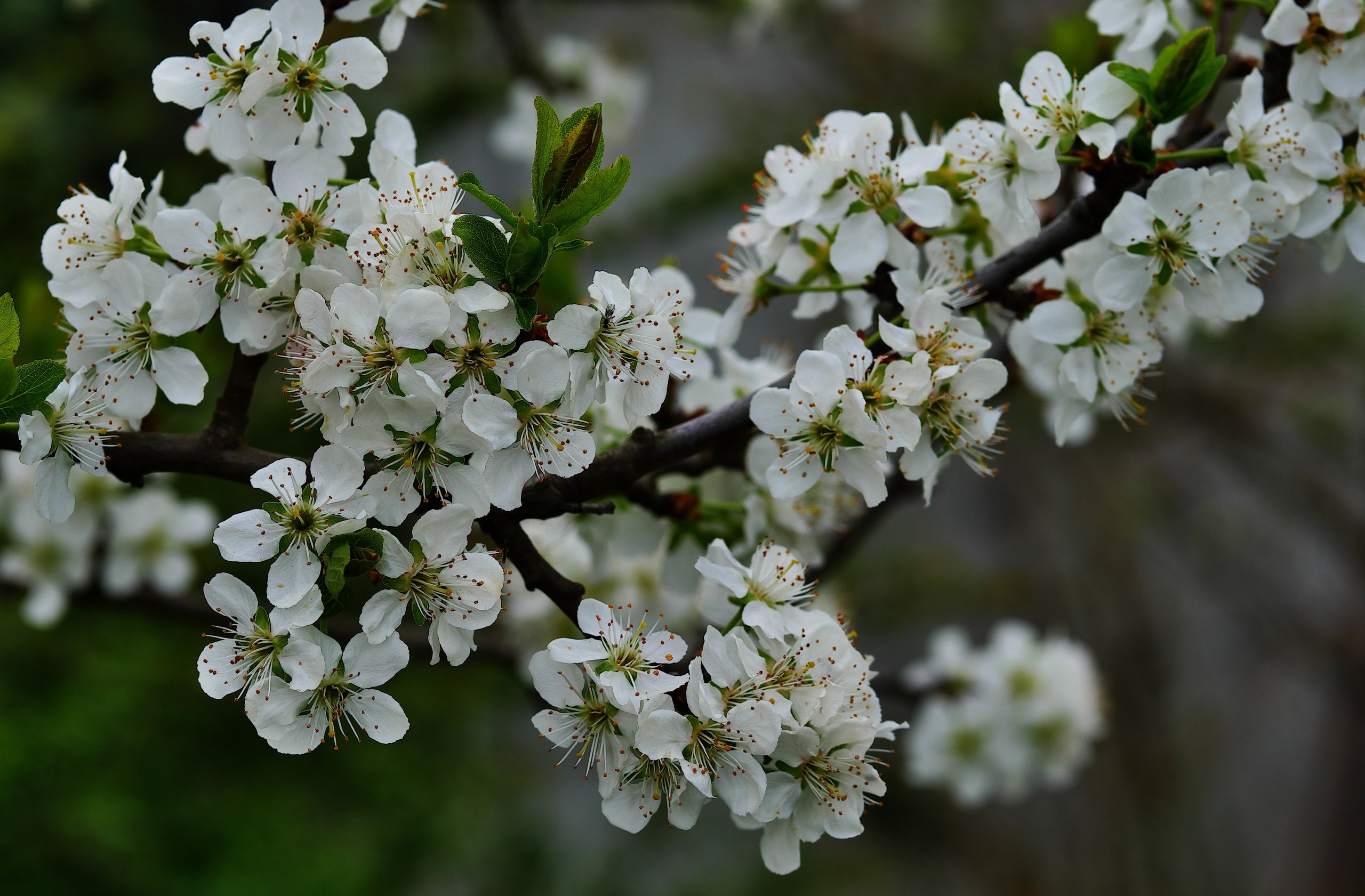 „Pflaumenbaum blüht“