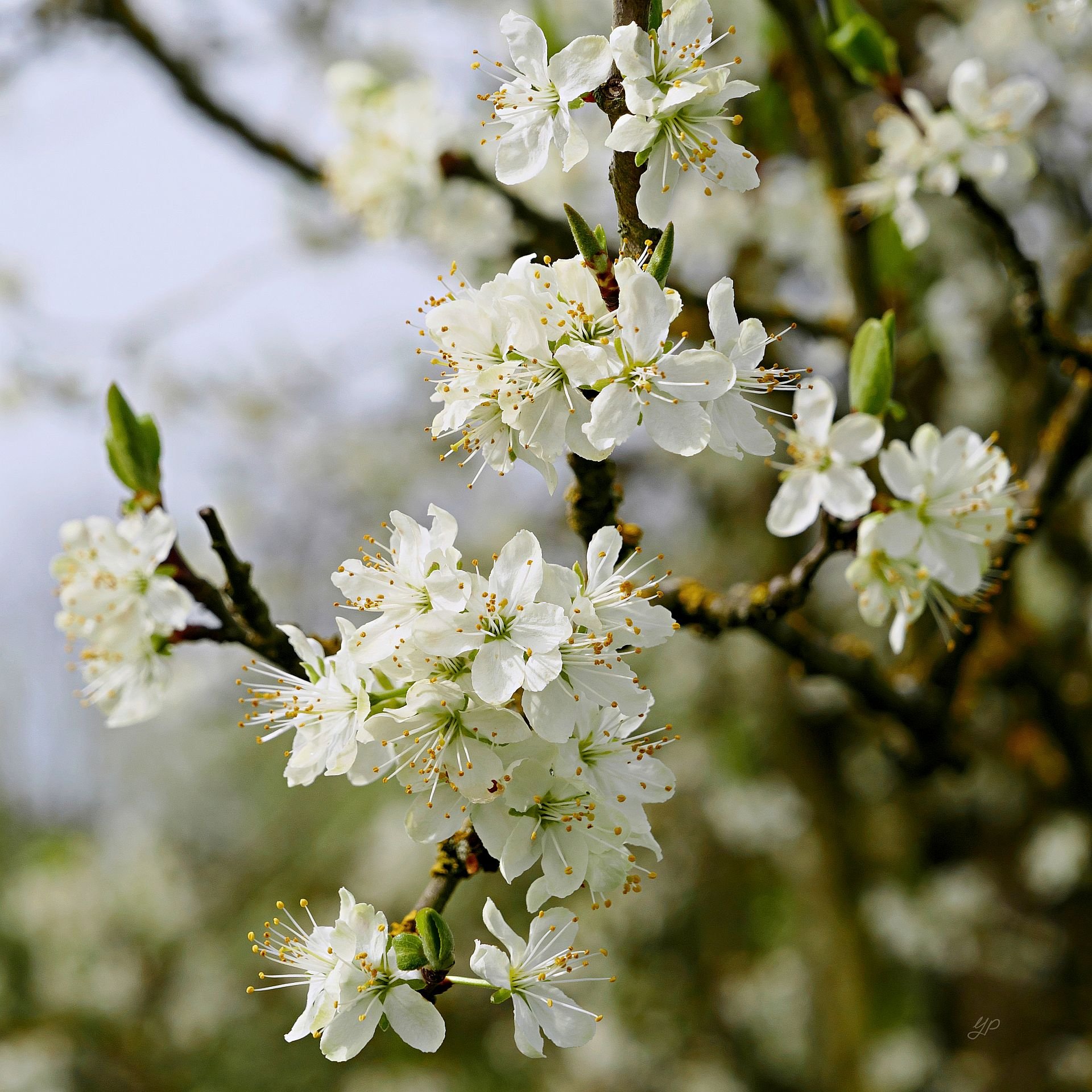 Pflaumenblüten I