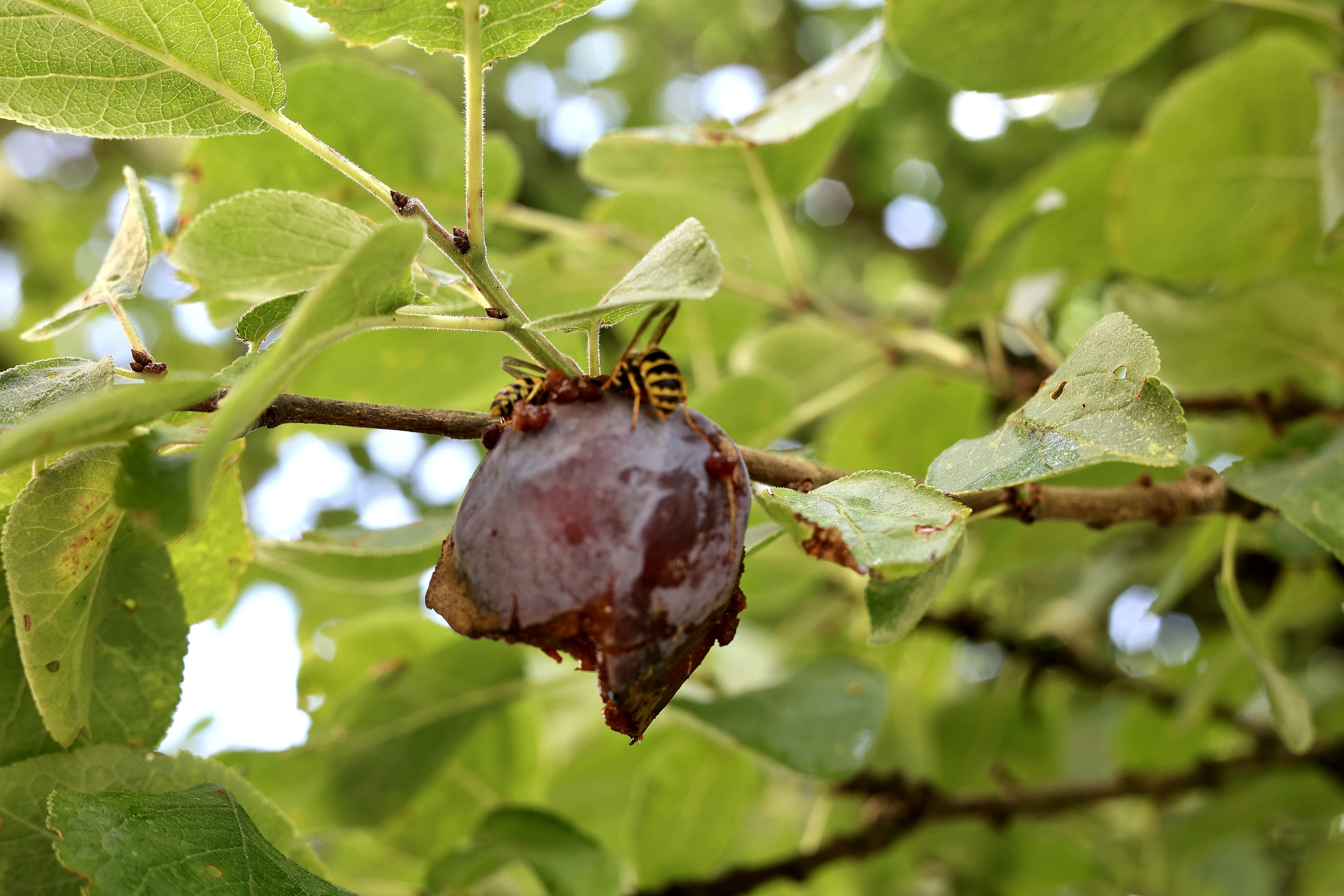 Pflaumenmus