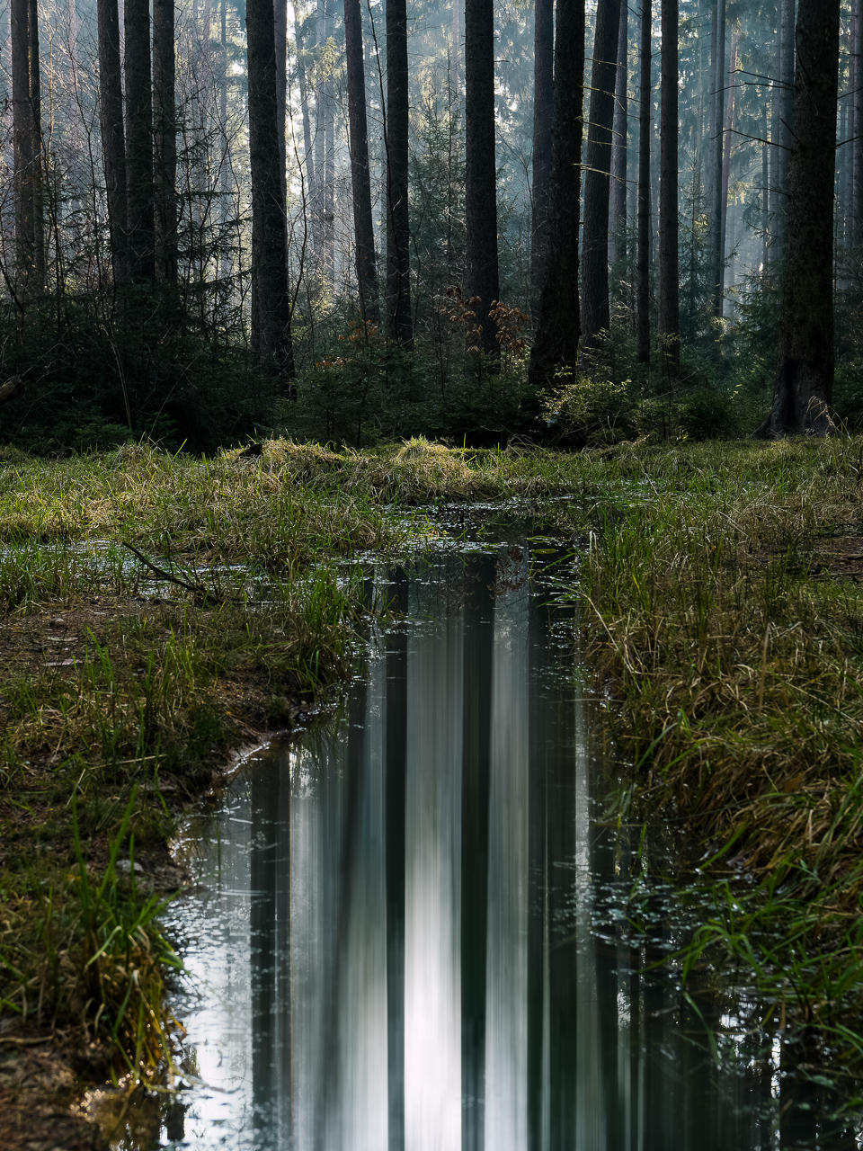 Pfütze im Wald