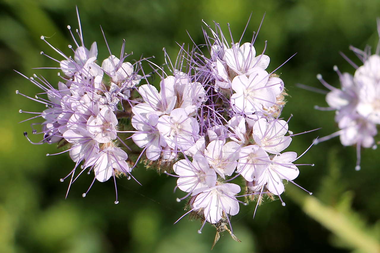 Phacelia.jpg