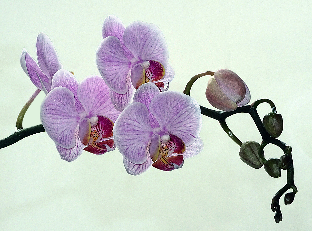 Phalaenopsis