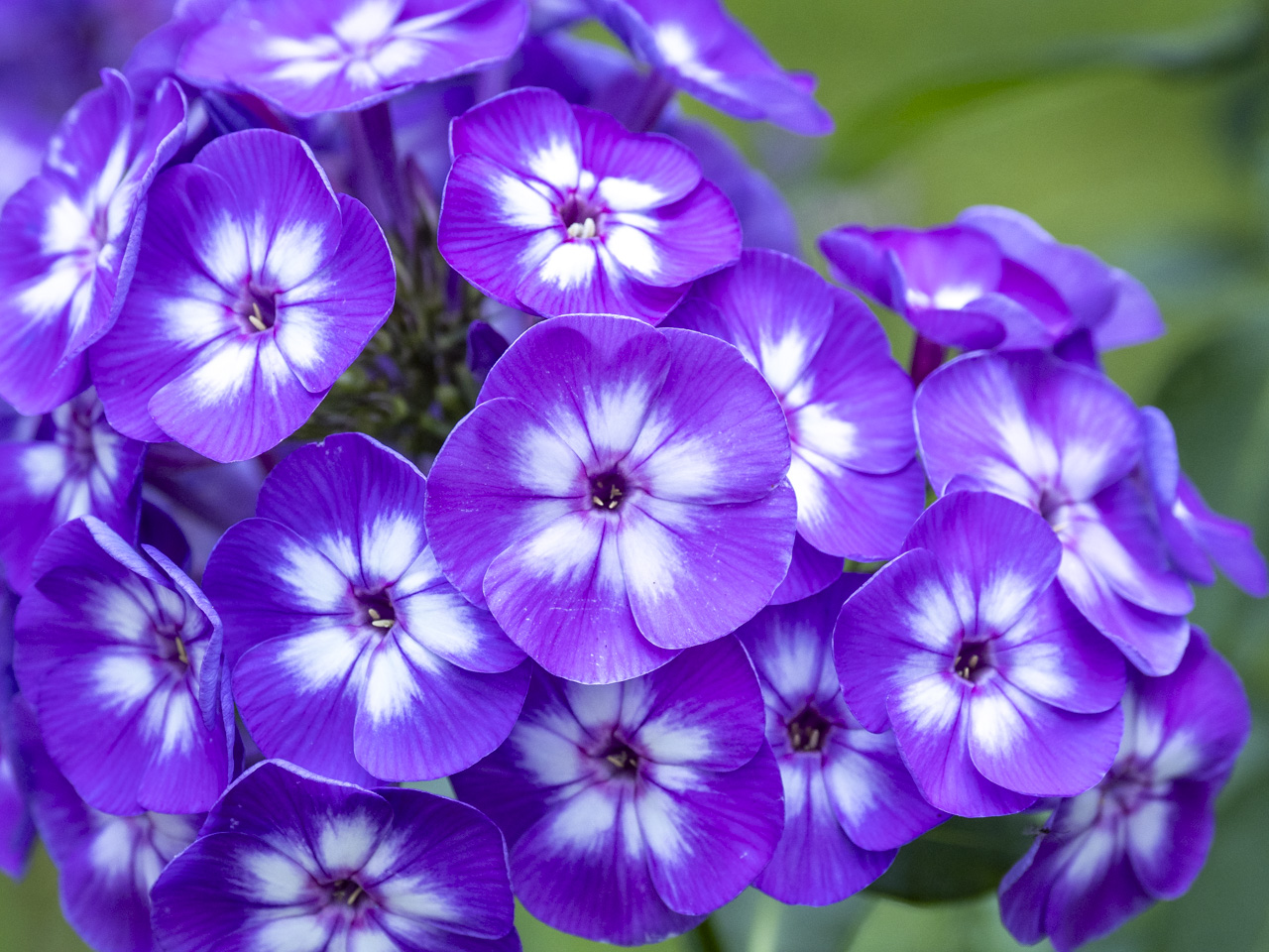 Phlox