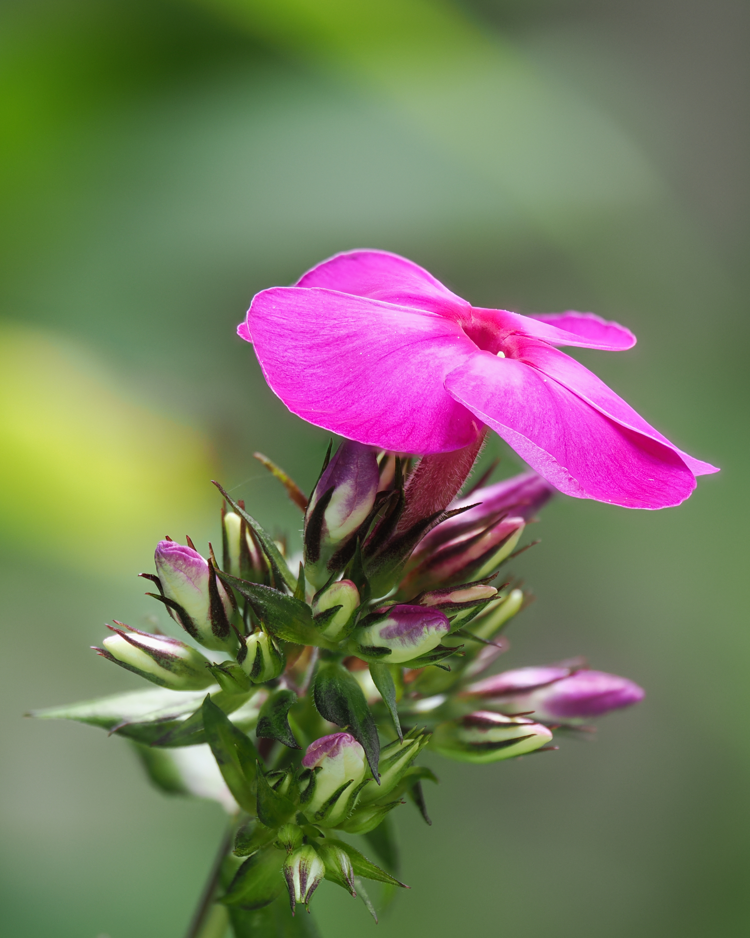 Phlox