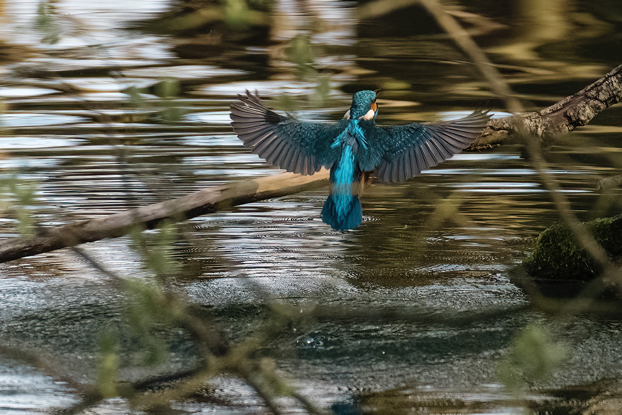 Phönix aus dem Wasser...?