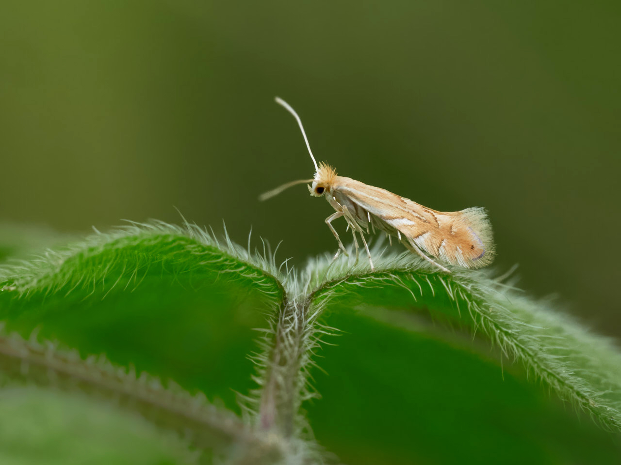 Phyllonorycter quercifoliella