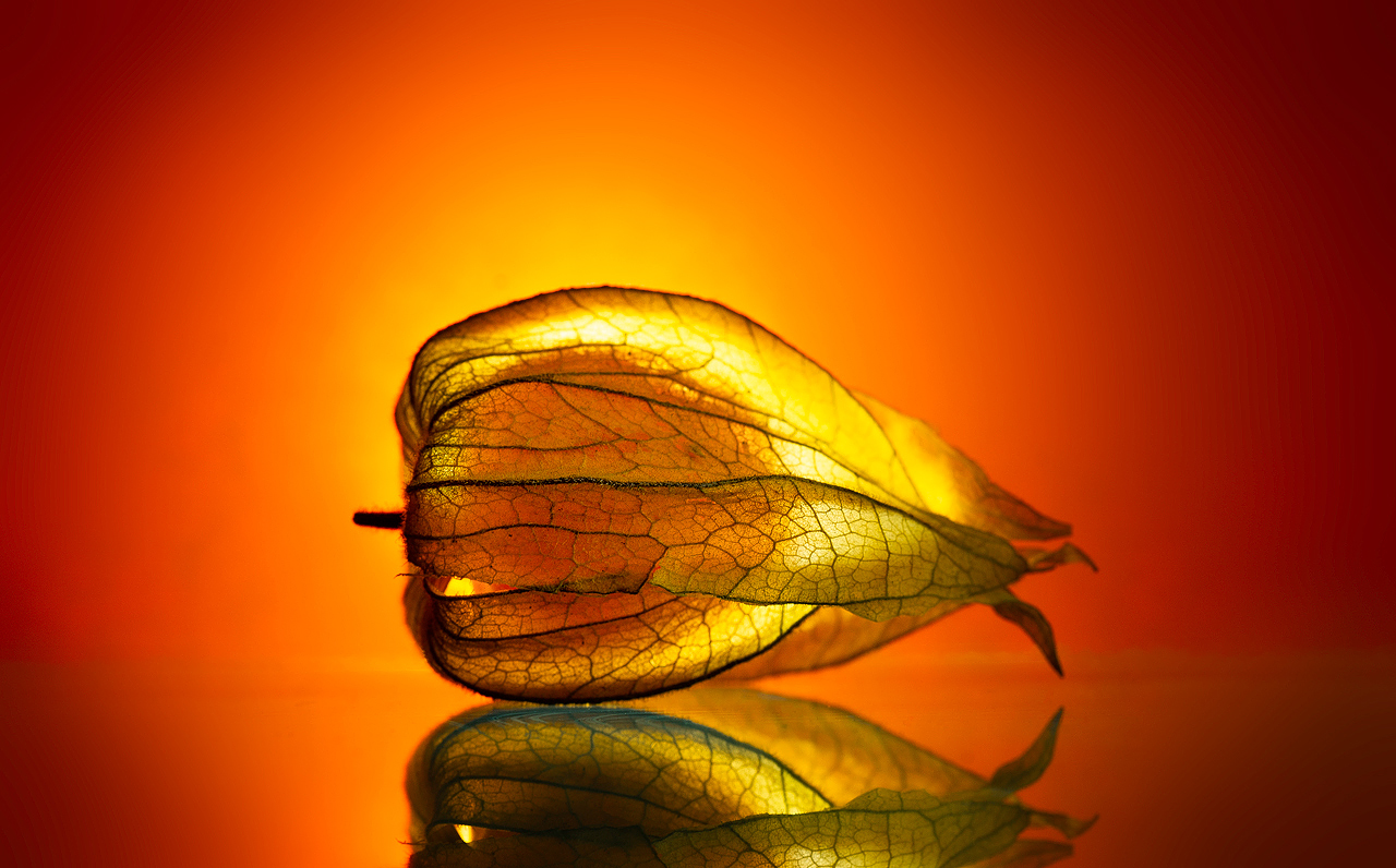 physalis eclipse
