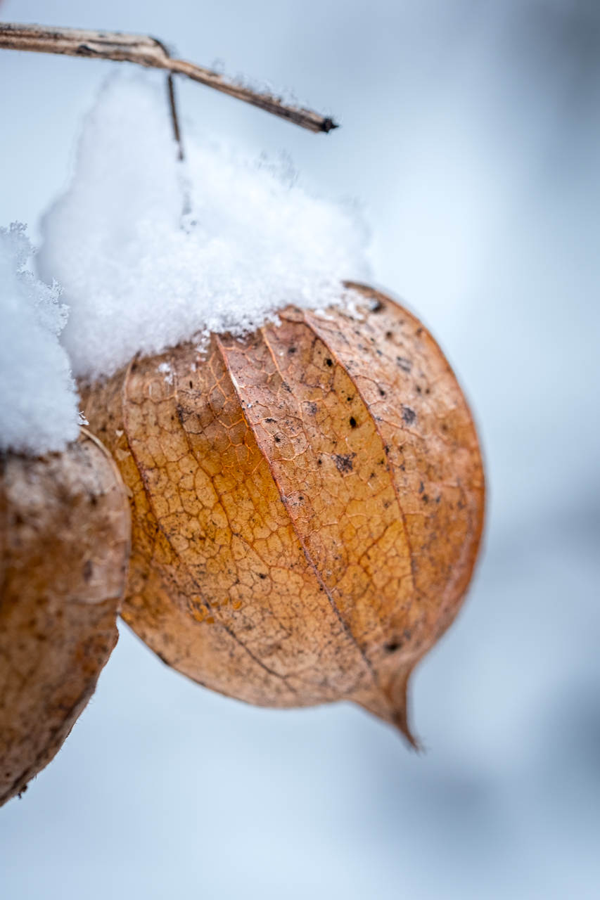 Physalis im Schnee