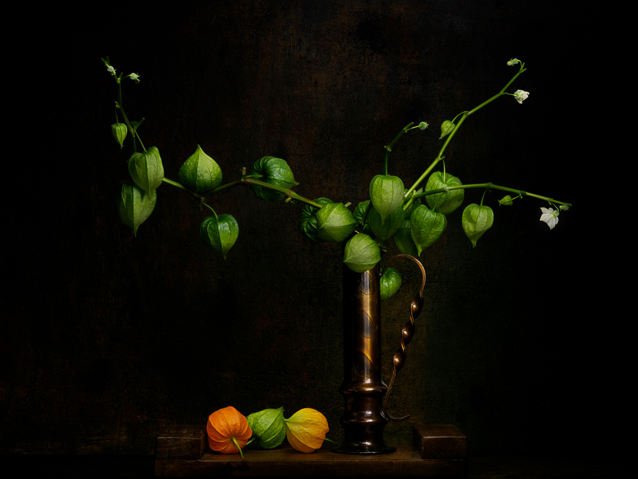 Physalis...