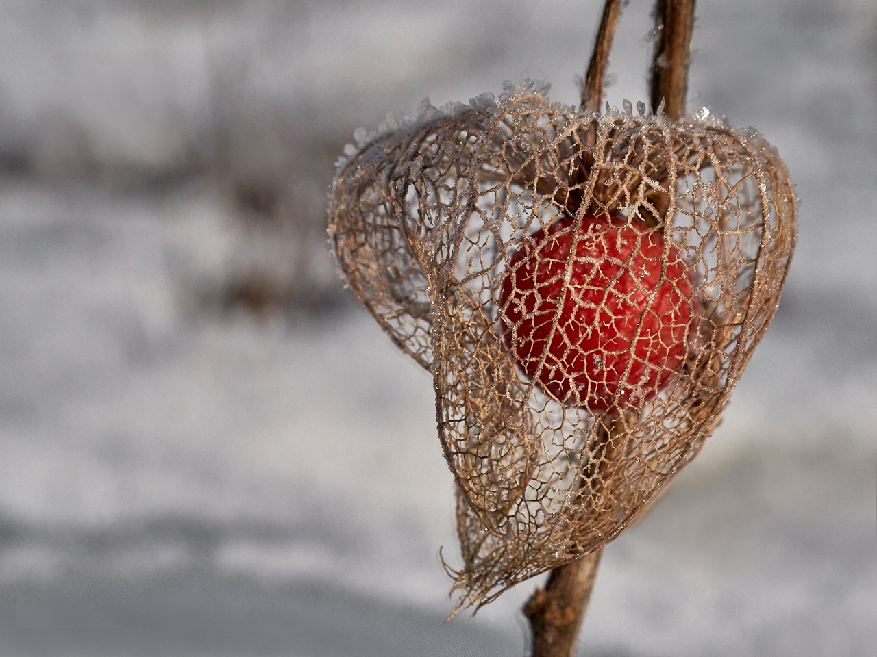 Physalis