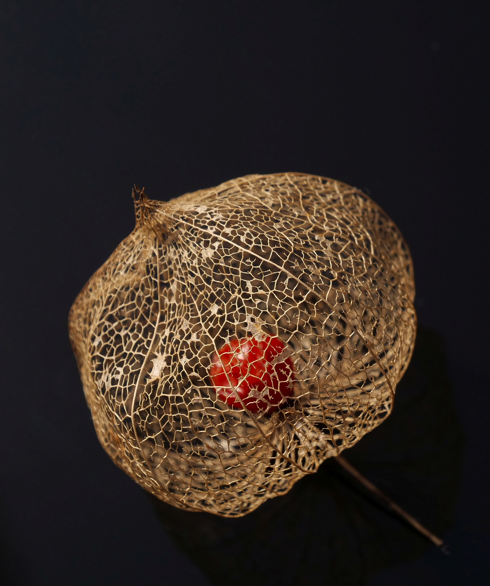 Physalis
