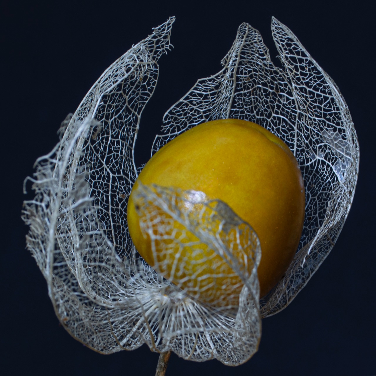 Physalis