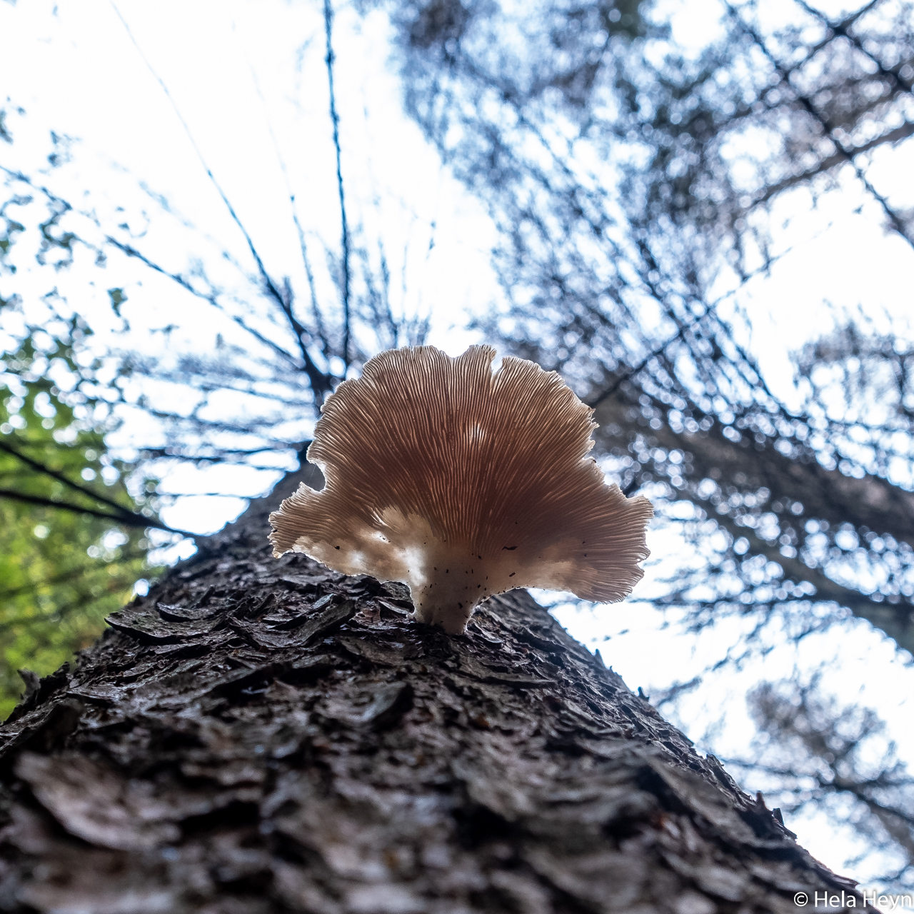 Pilz am Baum