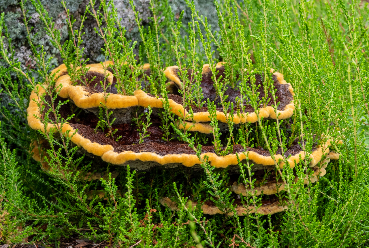 Pilz Landschaft