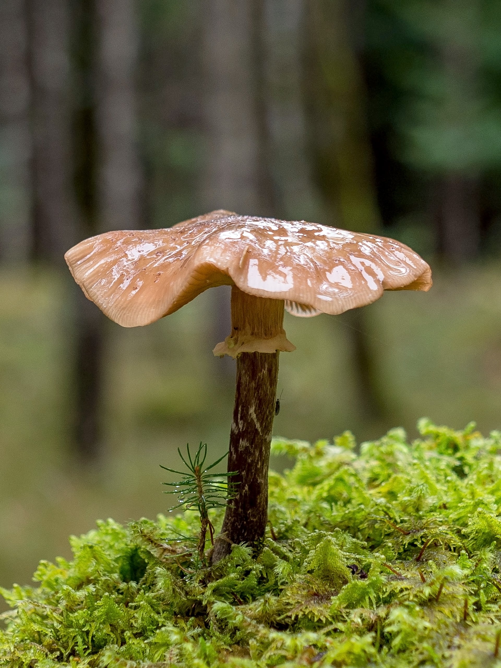 Pilz Time