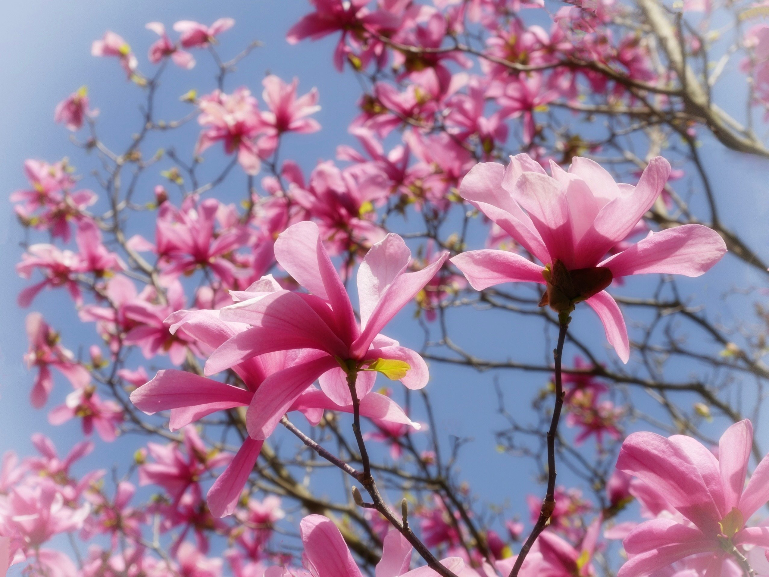 ... pink