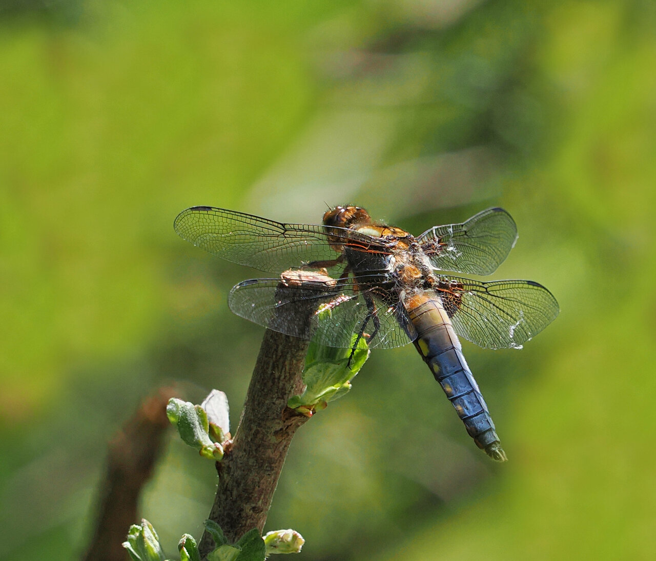 Plattbauch Libelle (Libellula depressa) Männchen.jpg