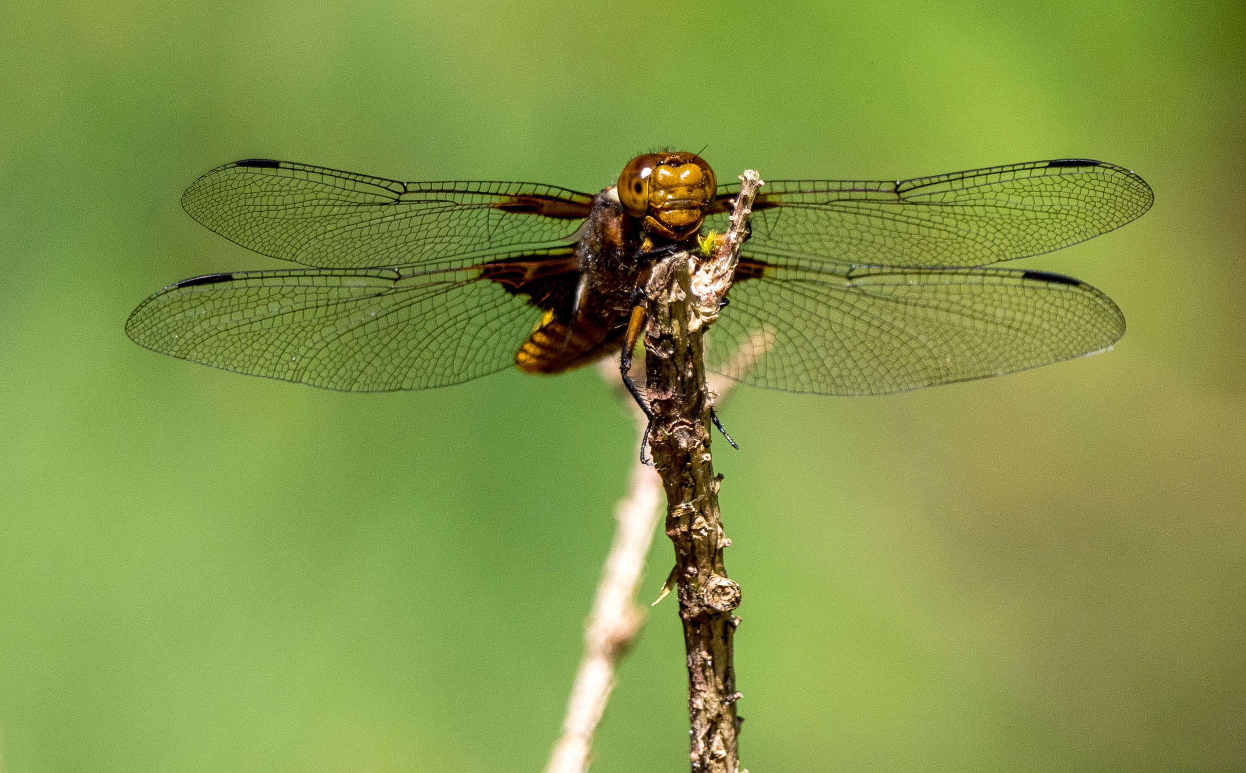 Plattbauchlibelle