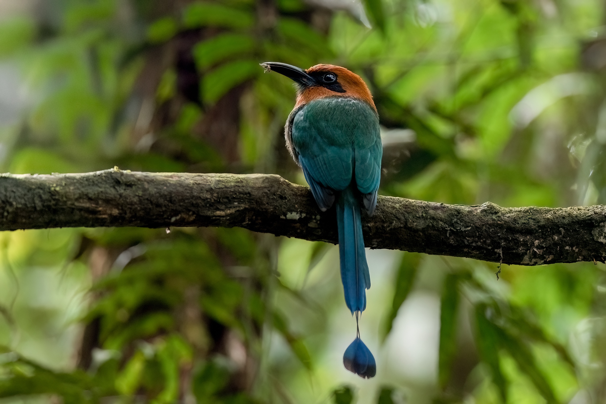 Plattschnabelmotmot