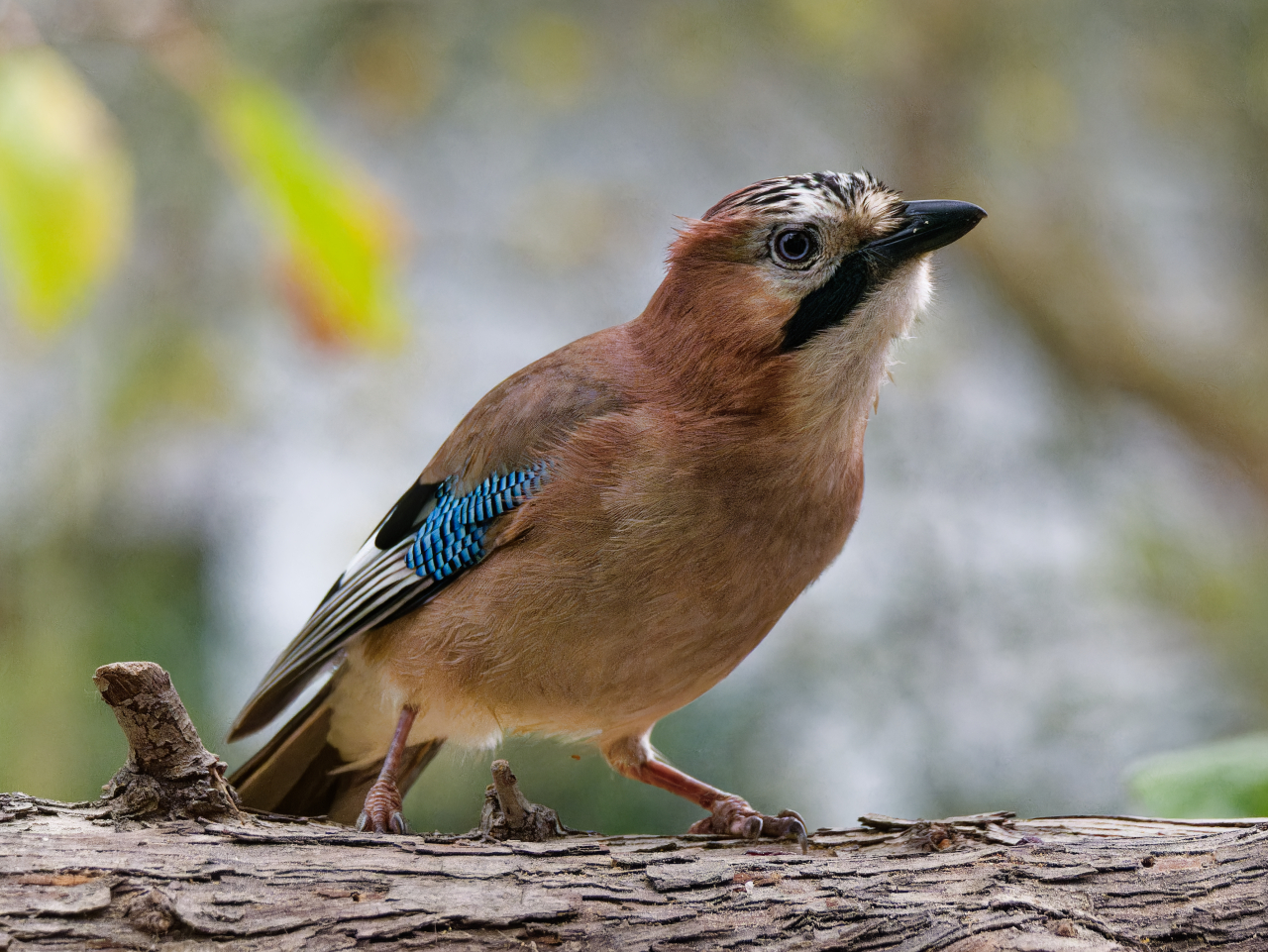 Platzhirsch