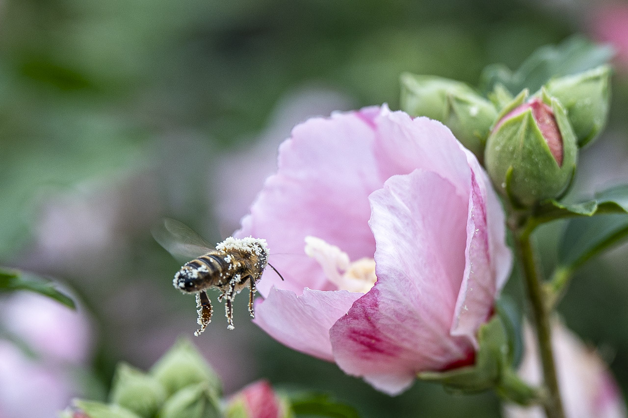 Pollen
