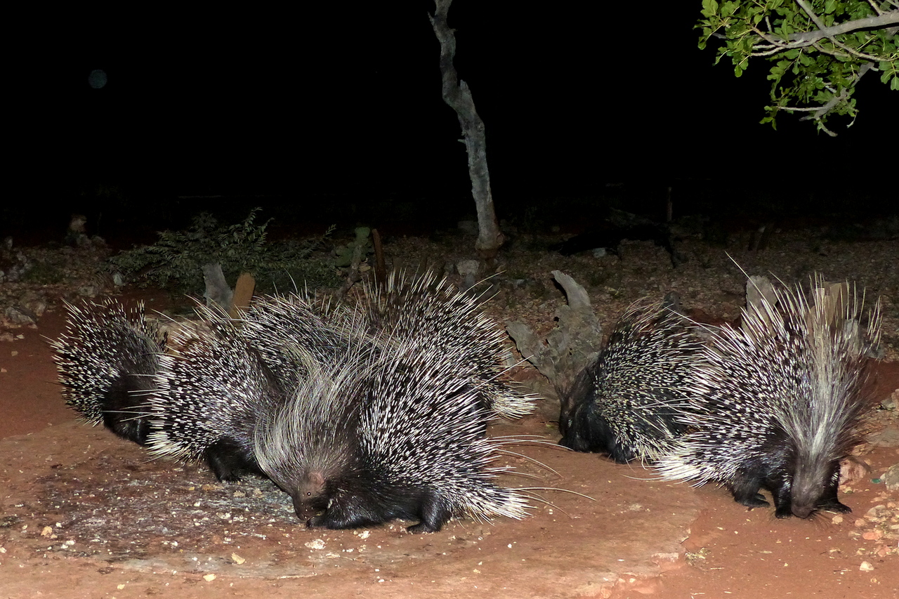 Porcupines