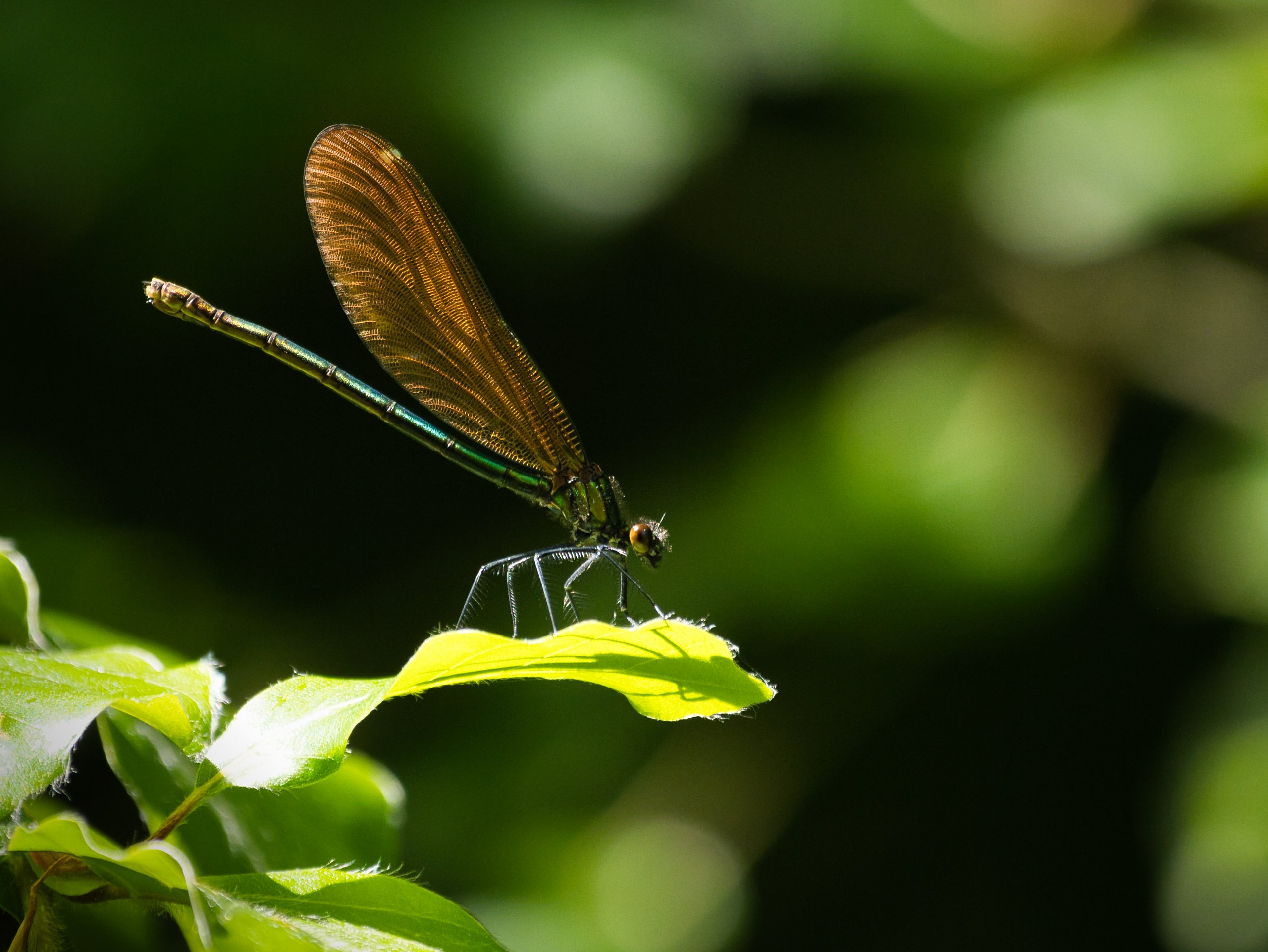 Prachtlibelle