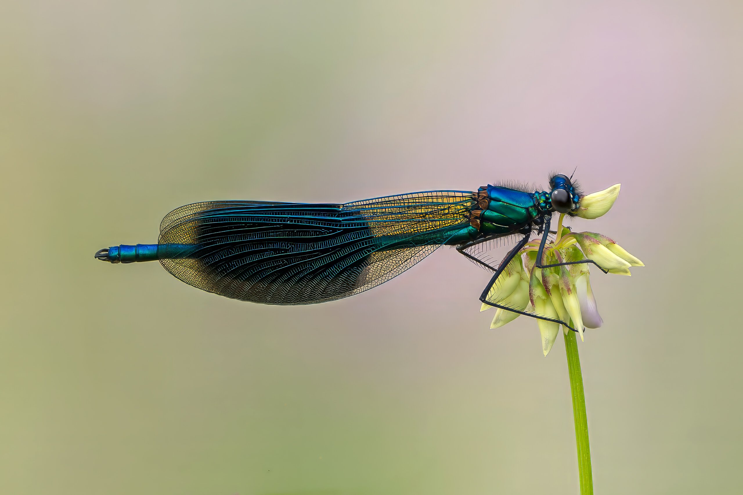Prachtlibelle