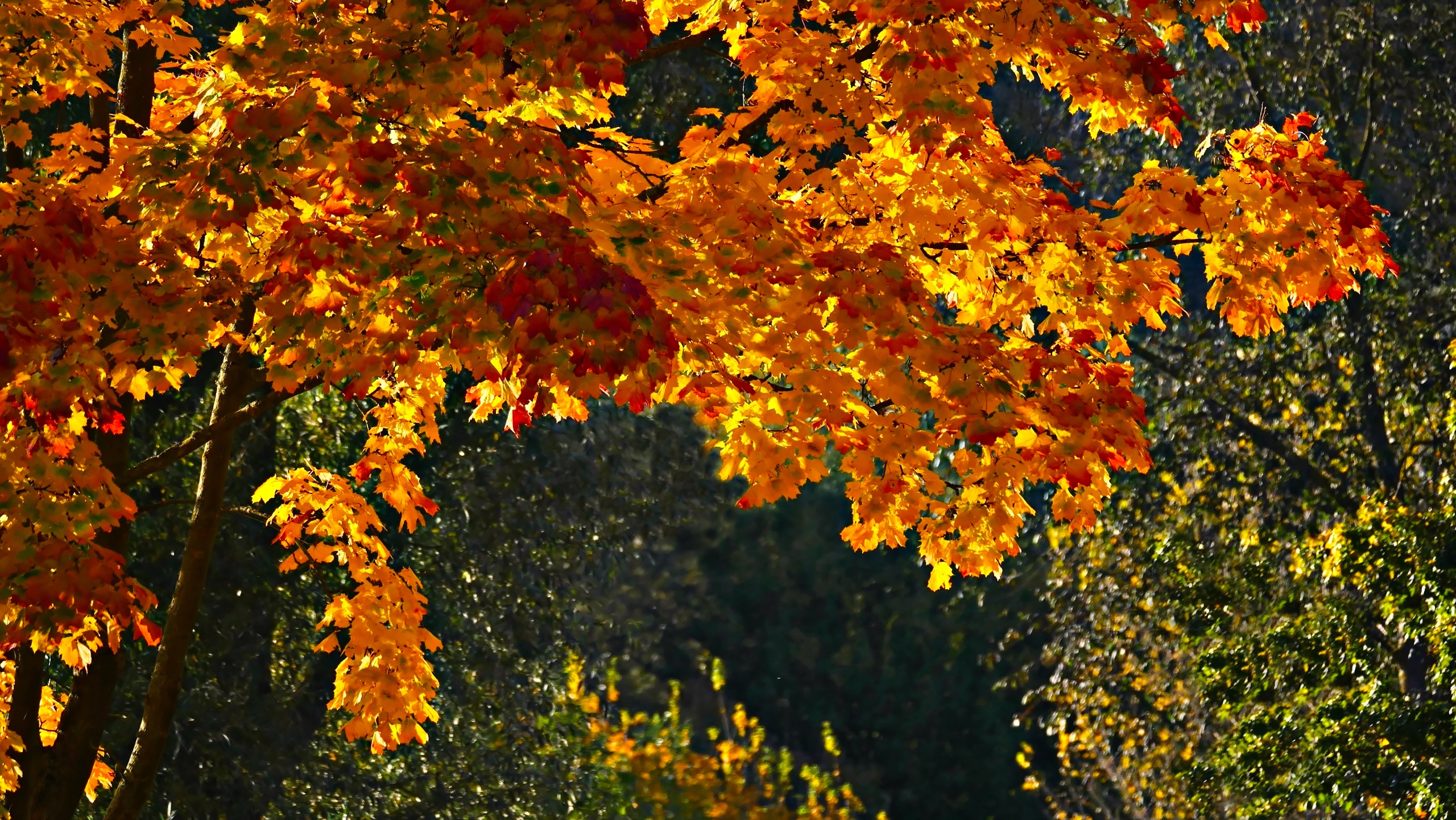 prachtvoller Herbst