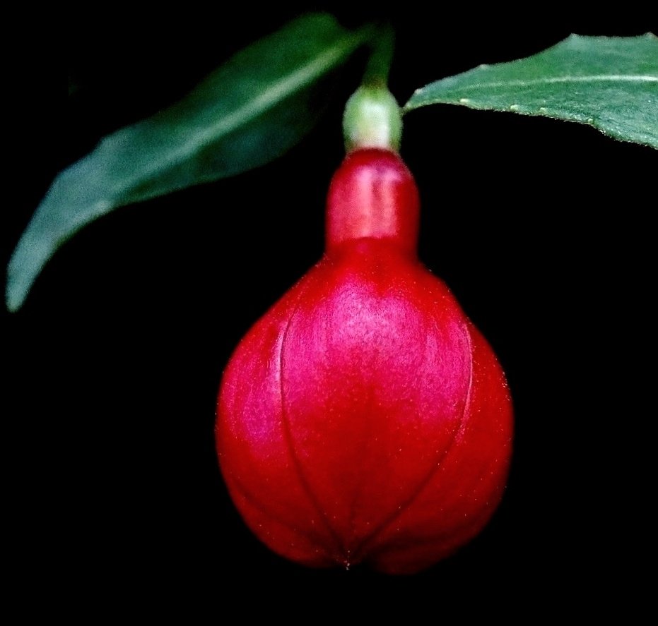Pralles Rot