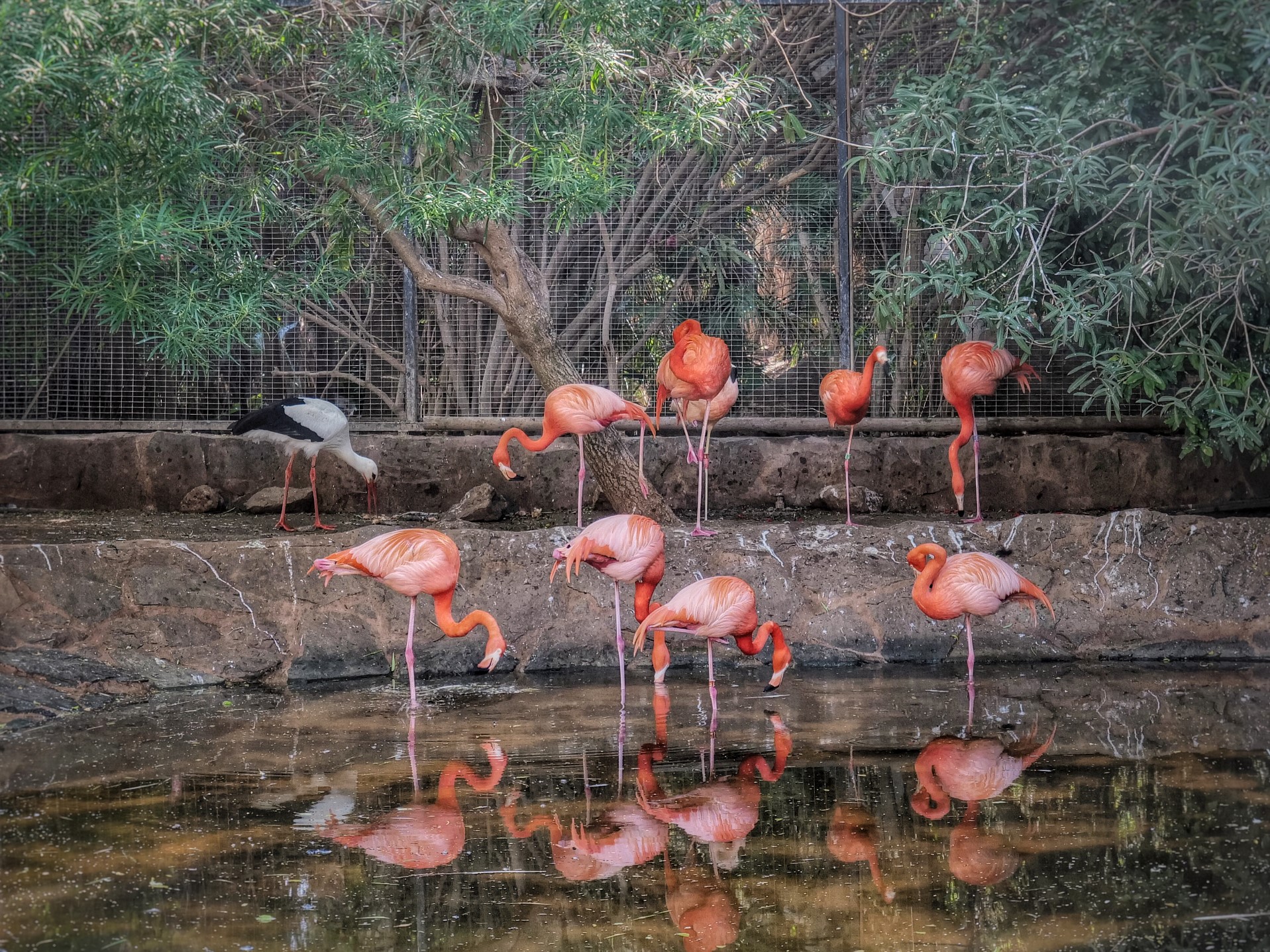 Pretty Flamingo(s) ..