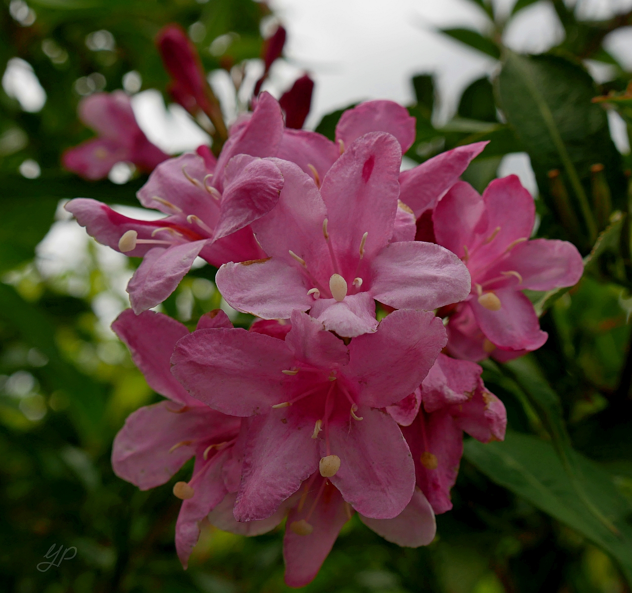 Pretty in Pink