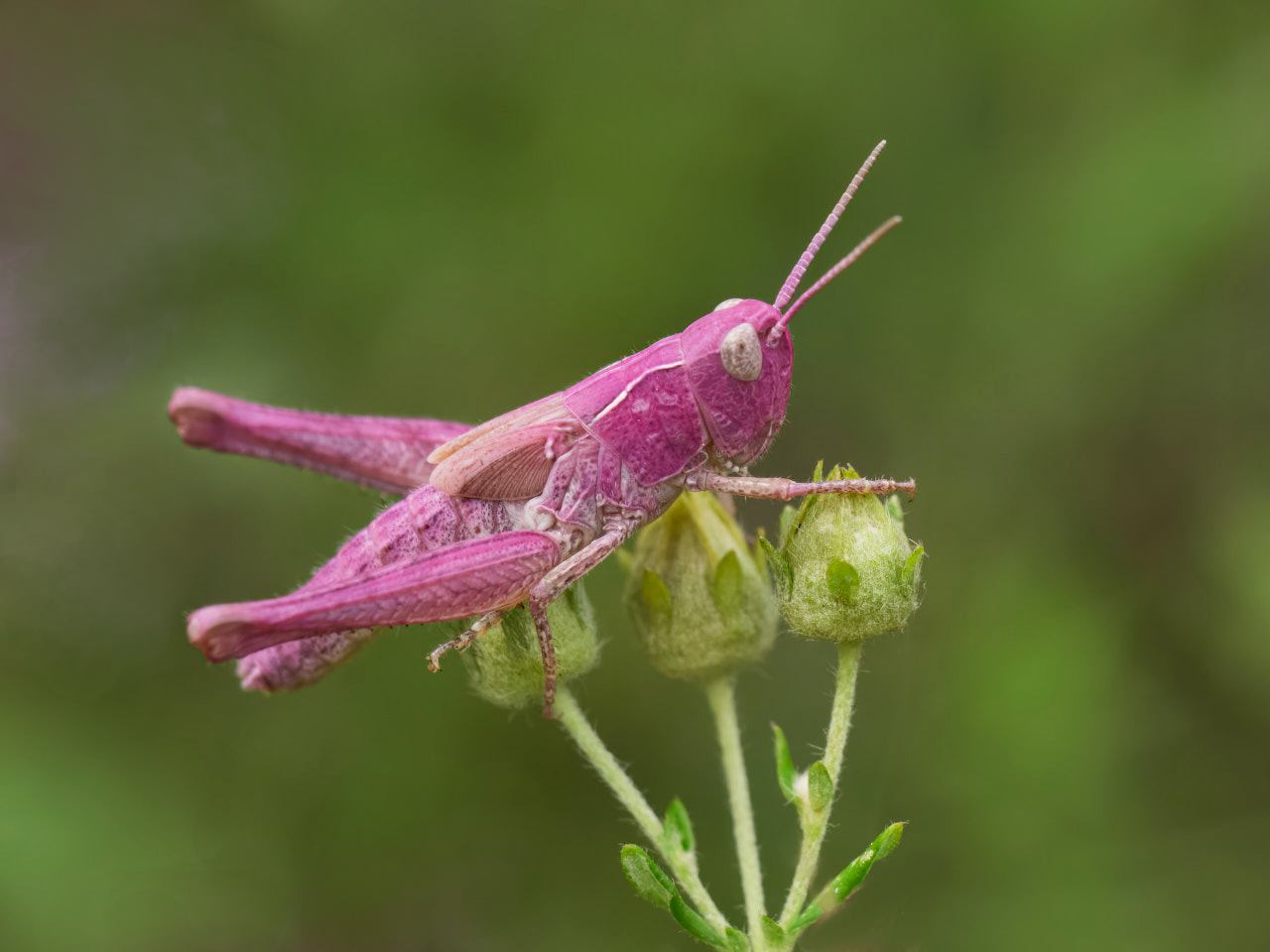 Pretty in Pink