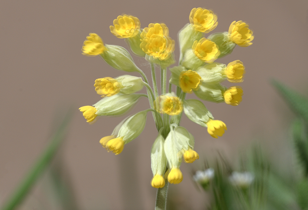 Primula veris