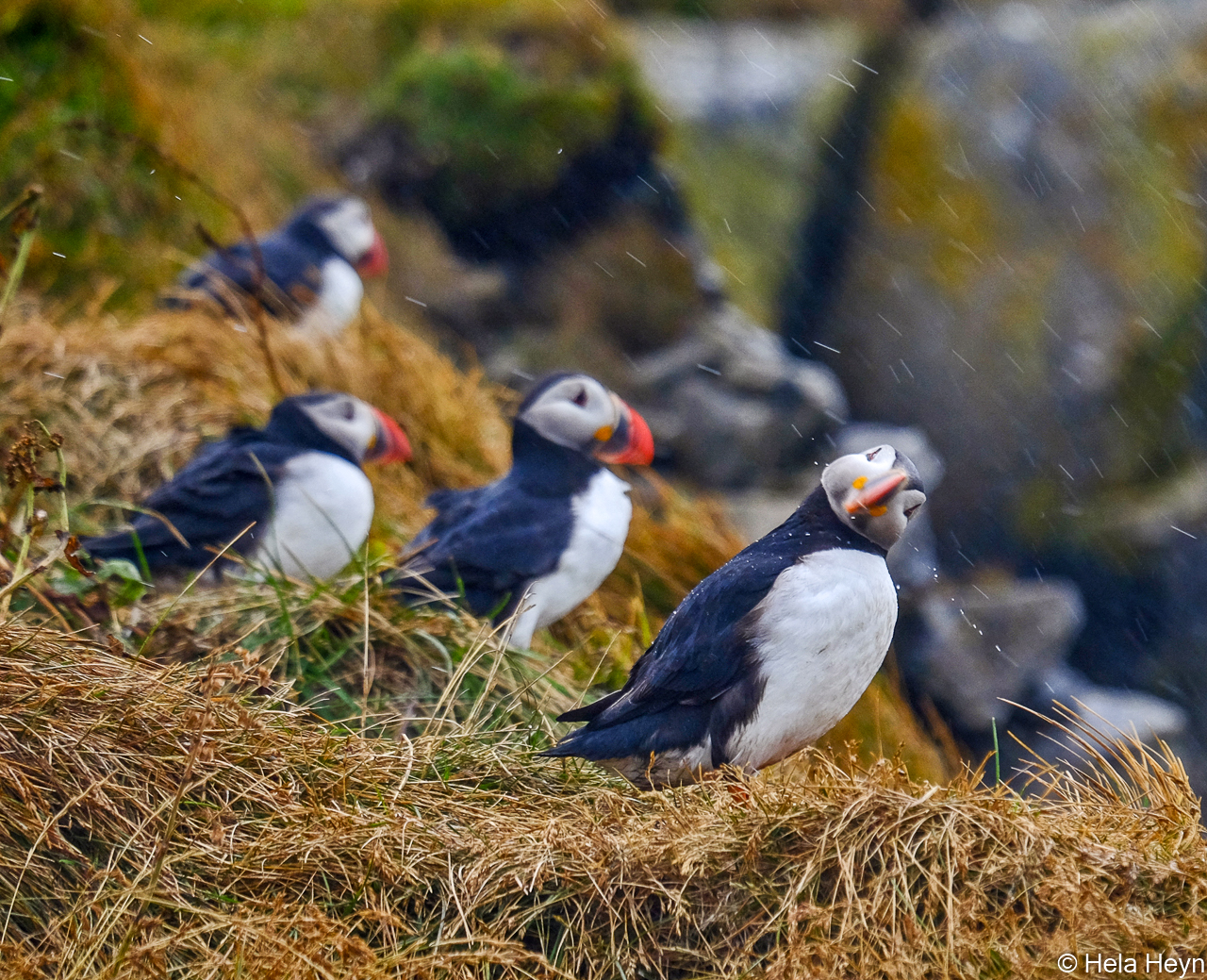 Puffins auf Island