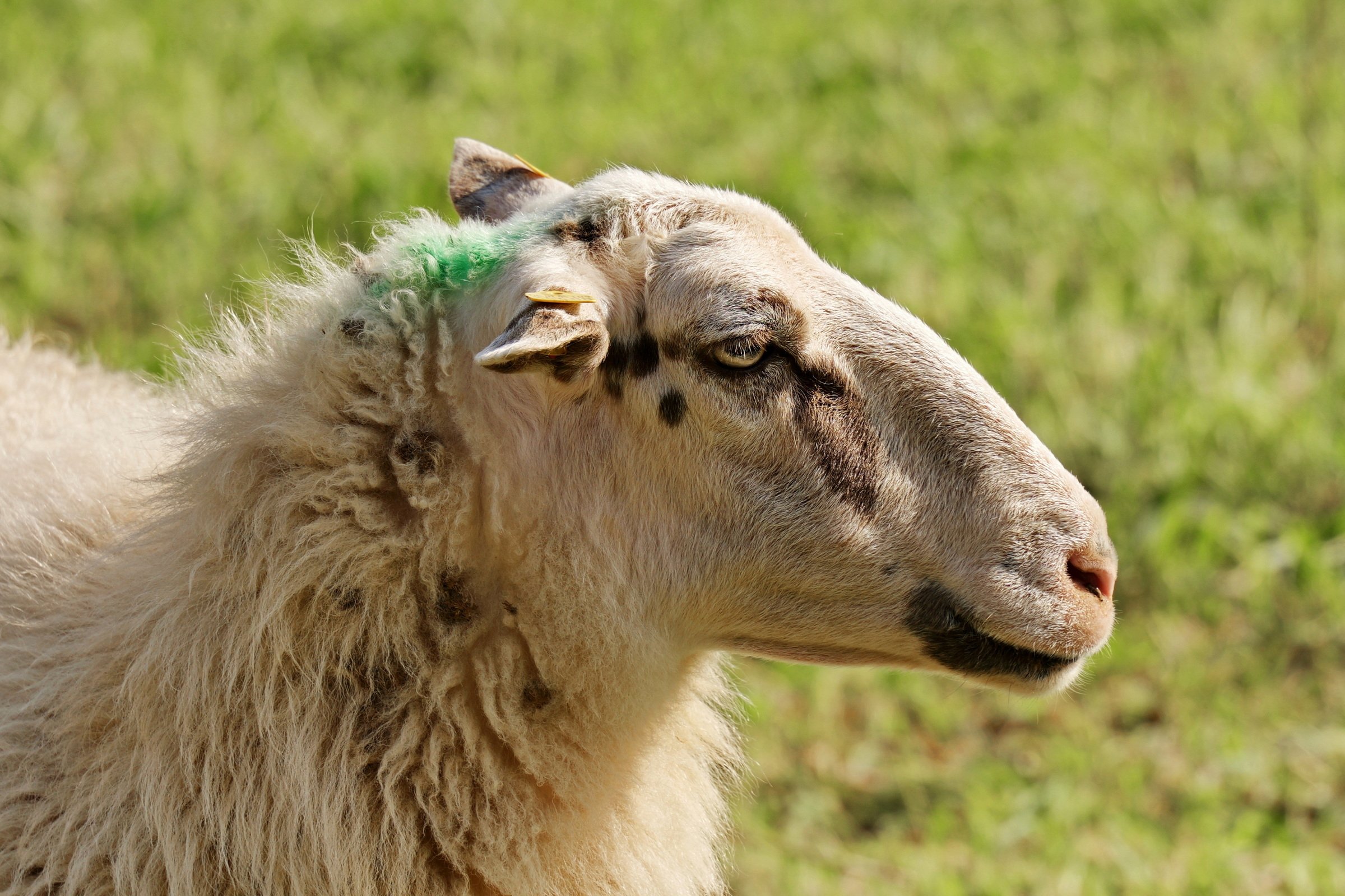 Punk-Schaf.